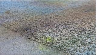 Time Atlas of the World, (Dust) detail,Augustina Woodgate