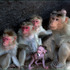 Monkey_family-1_