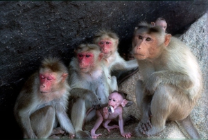 Monkey_family-1_