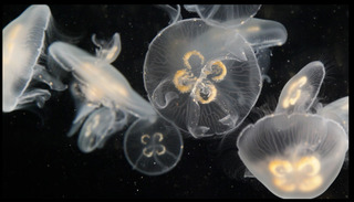  Jellyfish (detail, video still),Alain Paiement