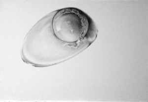 20130110231310-unbeaten_egg