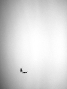 20130111035253-laurel_leaves