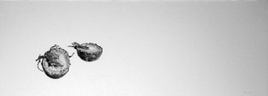 20130111035444-the_four_seasons-winter_avocado