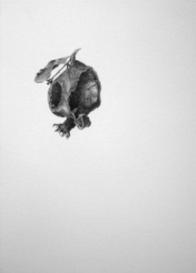 20130111035755-the_four_seasons-_autumn_pomegranate