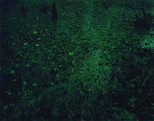 Green Swamp,Ori Gersht