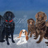 20130112131747-familyknowsnobreed