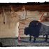 20130112165712-thoughtful_buffalo__2012__paper__11