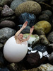 20130113164139-magalhaes-rebirth_sm