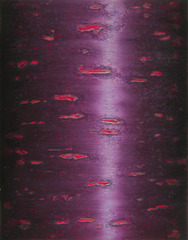 Cortex 2,