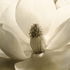 Magnolia390