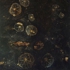 Nastursium2