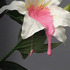 20130118031936-lily_bg