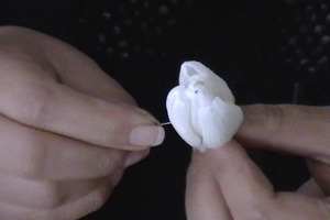 20130118033514-tulip_1920_copy