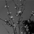 20130118033742-greenstick_bg