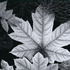 20130119230227-aa_leaf_glacier_national_monument_alaska_1948_webready