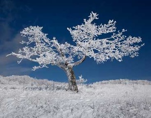 Ice Tree,Donny Teague