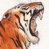 20130121035654-tigerface0006