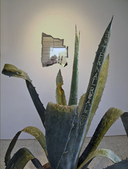 Resting with the petals of a rose,  Agave plant- Transcriptions and quotes sourced from amateur self help videos from YouTube.  Mirrored Tablet- Complete transcriptions for videos on plate sourced from 7 tablets of creation,Michael Genovese