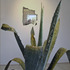 20130121204245-michaelgenovese_agave