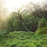 20130123160736-lynch_fosa_6_lores_smaller