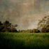 20130125112838-lost_in_the_woods