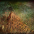 20130125113046-urban_trees_14