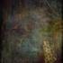 20130125113133-urban_trees_16