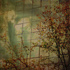 20130125113305-urban_trees_11