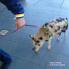 20130126074830-richard_tipping_pig_walking_redfern_lowres_rt
