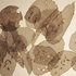 03einsteinscatteredremains