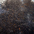 20130128191302-ez_intertwined