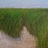 20130128215624-sea_of_grass_oil_on_canvas_48_22x36_22_m