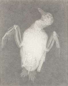 20130129012116-molloy__dove_small_size_0