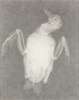 20130129012116-molloy__dove_small_size_0