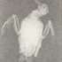 20130129012116-molloy__dove_small_size_0