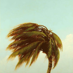 Bacallao  ,Robert Marchessault
