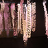 20130131002259-ghostmoth_projection_800