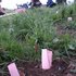 20130131054135-wishes_planted-_wishmachine