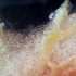 20130131213741-juice-1