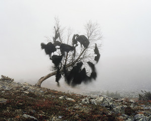 Wind\'s nest,