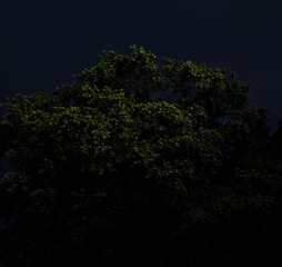ALONE,Carlos Irijalba