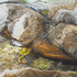 20130203215531-fb-roosting
