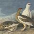 20130203225019-1863_17_368_rockptarmigan_oe_0