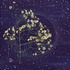 20130205162250-arbor_vitae_iii
