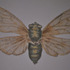 20130206172843-cicada