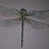 20130206172918-dragonfly1