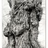 20130207163725-rick_shaefer_9_sugar_maple_web