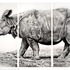 20130207164424-rick_shaefer_9_rhino_sm