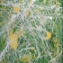 20130207165136-celery_seed__-_3_ft_w__x_4_ft_h
