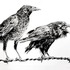 20130207171158-screeching_crow_sm_web